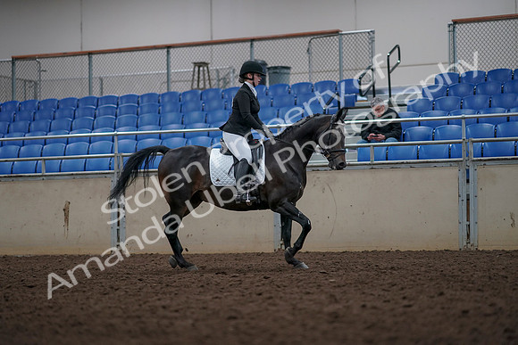 2019 Morgan Horse Show - Aug 31, 2019 - 16719