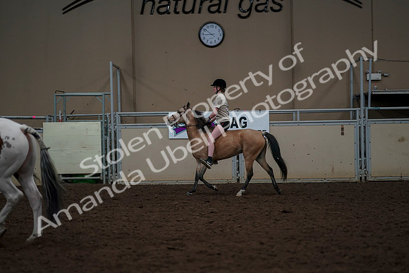 2019 Morgan Horse Show - Aug 30, 2019 - 31166