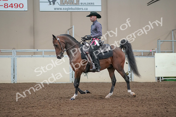 2019 Morgan Horse Show - Aug 31, 2019 - 06274