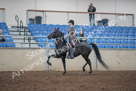 2019 Morgan Horse Show - Aug 31, 2019 - 09311