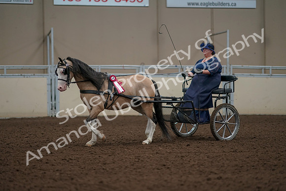 2019 Morgan Horse Show - Aug 31, 2019 - 04610