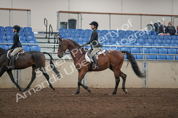 2019 Morgan Horse Show - Aug 31, 2019 - 04940