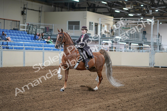 2020 - AB Morgan Horse - Sat, Sept 05 - 06153