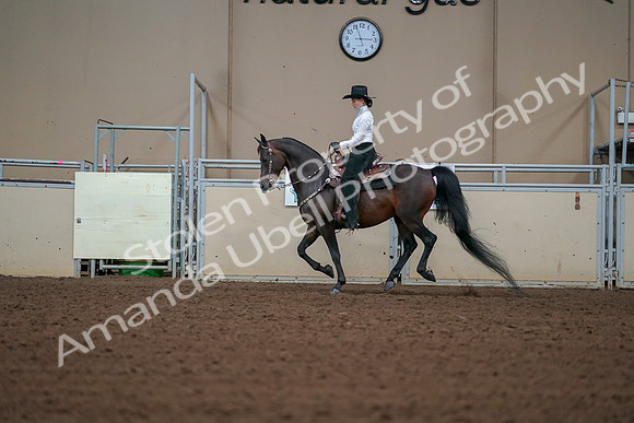 2019 Morgan Horse Show - Aug 30, 2019 - 16846
