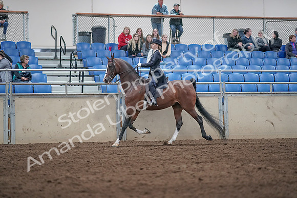 2019 Morgan Horse Show - Aug 31, 2019 - 20486
