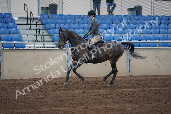 2019 Morgan Horse Show - Sept 01, 2019 - 10964