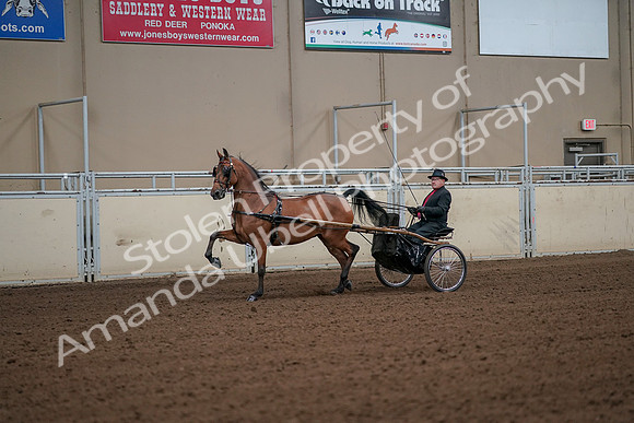 2019 Morgan Horse Show - Aug 30, 2019 - 13044