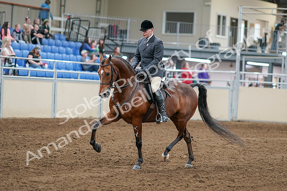 2020 - AB Morgan Horse - Sat, Sept 05 - 06858