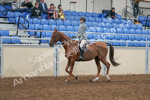 2020 - AB Morgan Horse - Sat, Sept 05 - 02602