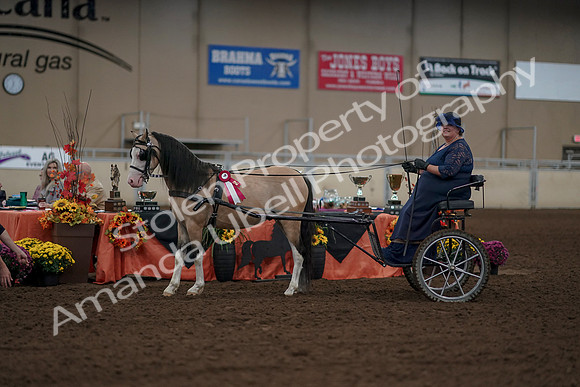 2019 Morgan Horse Show - Aug 31, 2019 - 04568