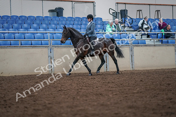 2019 Morgan Horse Show - Aug 30, 2019 - 18308