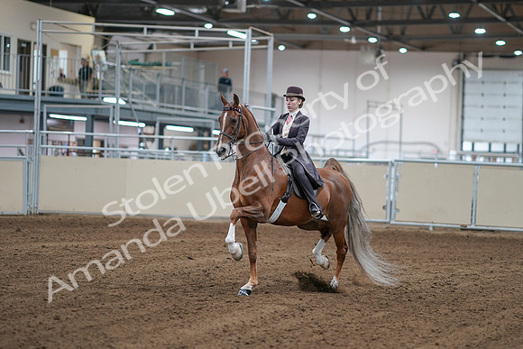 2020 - AB Morgan Horse - Sat, Sept 05 - 06143