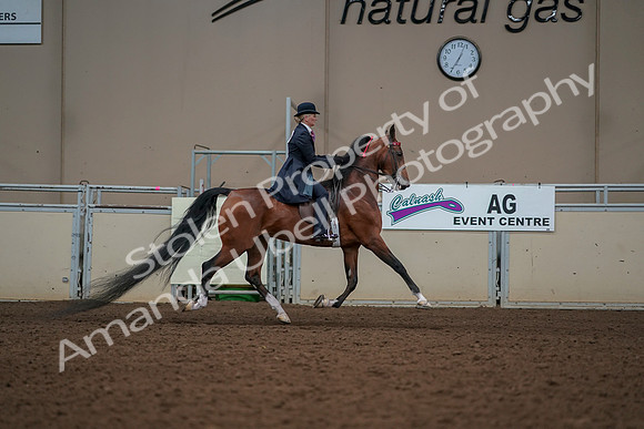 2019 Morgan Horse Show - Aug 30, 2019 - 25225