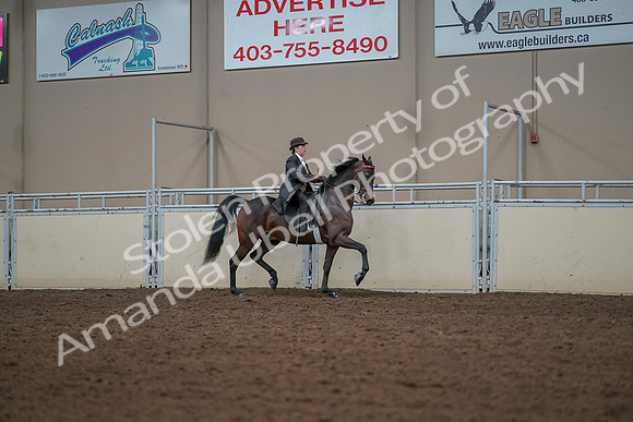 2019 Morgan Horse Show - Aug 30, 2019 - 28096
