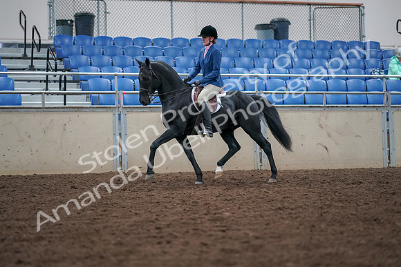 2019 Morgan Horse Show - Aug 30, 2019 - 18341