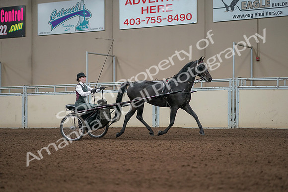 2019 Morgan Horse Show - Aug 31, 2019 - 04732