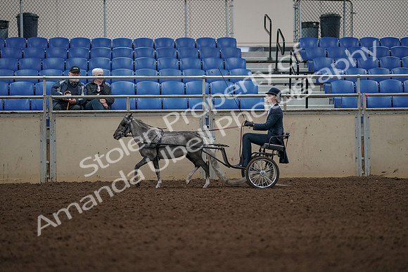 2019 Morgan Horse Show - Aug 31, 2019 - 04381