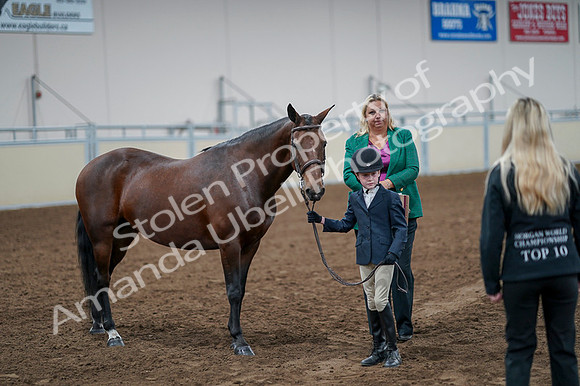 2020 - AB Morgan Horse - Fri, Sept 04 - 01021