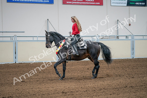 2020 - AB Morgan Horse - Sat, Sept 05 - 10400