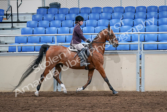 2020 - AB Morgan Horse - Sat, Sept 05 - 03232