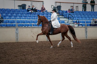 2019 Morgan Horse Show - Aug 31, 2019 - 17853