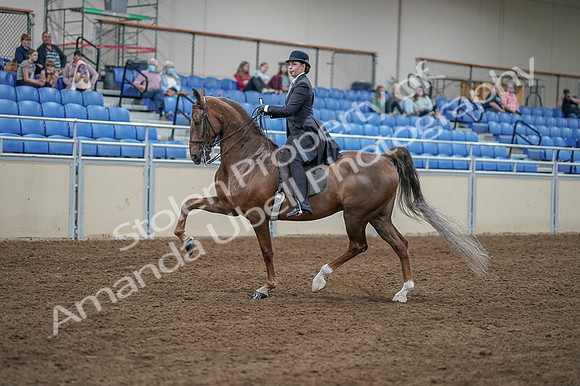 2020 - AB Morgan Horse - Fri, Sept 04 - 11290