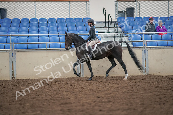 2019 Morgan Horse Show - Aug 30, 2019 - 20107