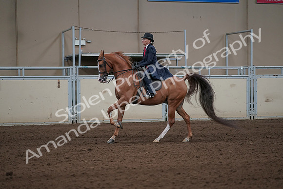 2019 Morgan Horse Show - Sept 01, 2019 - 11937