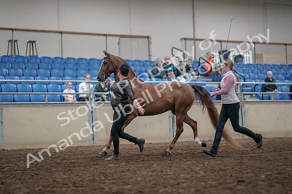2019 Morgan Horse Show - Aug 31, 2019 - 03622