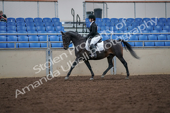 2019 Morgan Horse Show - Aug 30, 2019 - 18399