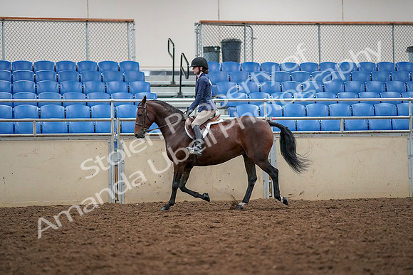 2019 Morgan Horse Show - Aug 30, 2019 - 23219