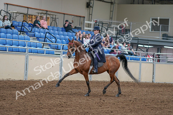 2020 - AB Morgan Horse - Fri, Sept 04 - 11206