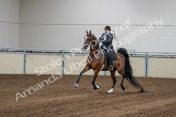 2020 - AB Morgan Horse - Sat, Sept 05 - 13140