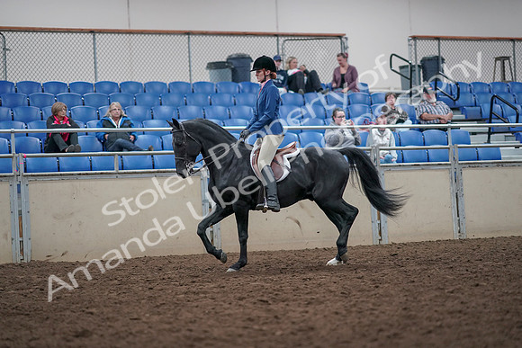 2019 Morgan Horse Show - Aug 31, 2019 - 16524