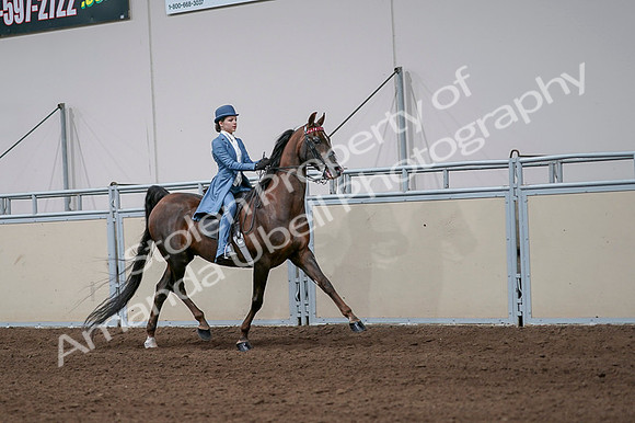 2020 - AB Morgan Horse - Fri, Sept 04 - 05118