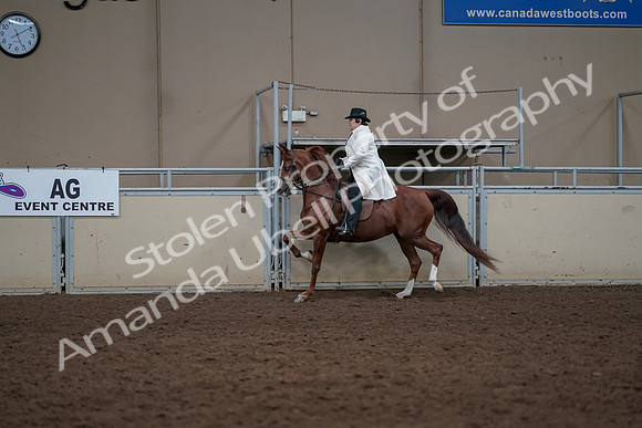 2019 Morgan Horse Show - Aug 31, 2019 - 17870