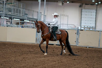 2020 - AB Morgan Horse - Fri, Sept 04 - 03468