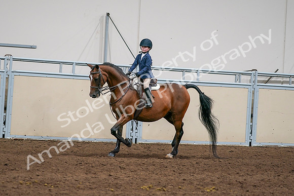 2020 - AB Morgan Horse - Sun, Sept 06 - 08169