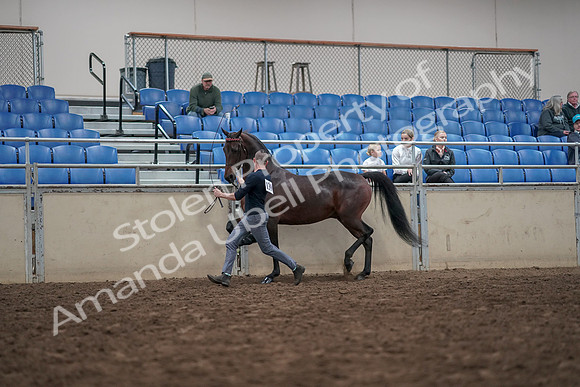 2019 Morgan Horse Show - Aug 31, 2019 - 03630