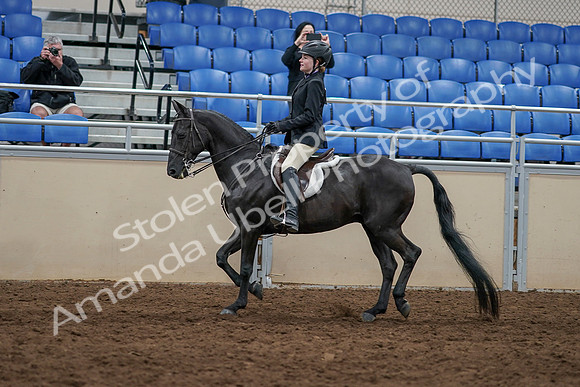 2020 - AB Morgan Horse - Sun, Sept 06 - 07787