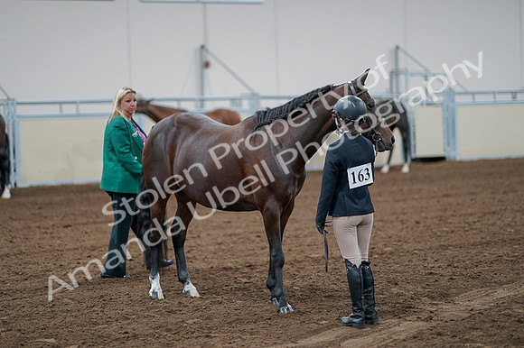 2020 - AB Morgan Horse - Fri, Sept 04 - 00799