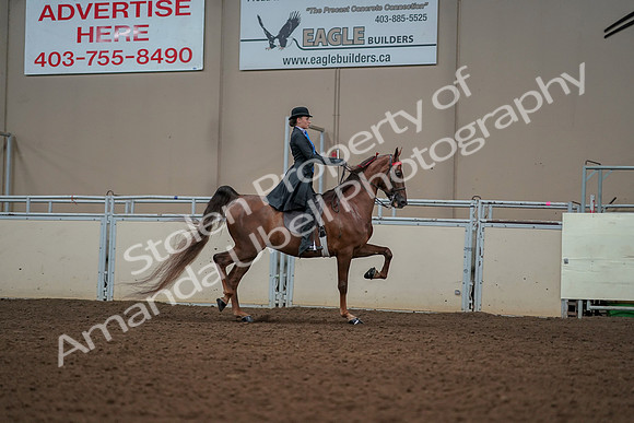 2019 Morgan Horse Show - Aug 30, 2019 - 25230