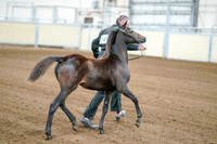 2020 - AB Morgan Horse - Fri, Sept 04 - 06180