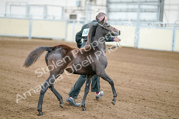 2020 - AB Morgan Horse - Fri, Sept 04 - 06180