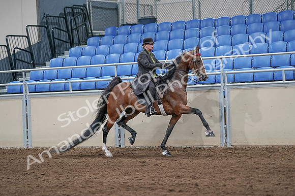 2020 - AB Morgan Horse - Fri, Sept 04 - 09802
