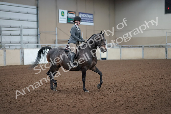 2019 Morgan Horse Show - Sept 01, 2019 - 11008