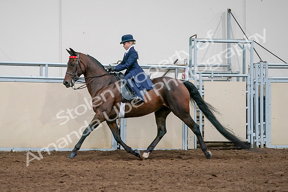 2020 - AB Morgan Horse - Sat, Sept 05 - 04928