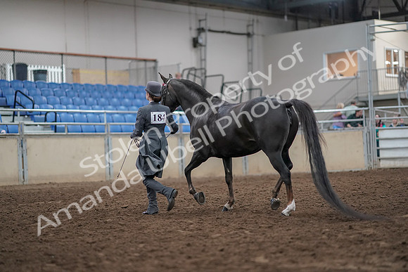 2019 Morgan Horse Show - Aug 31, 2019 - 01965