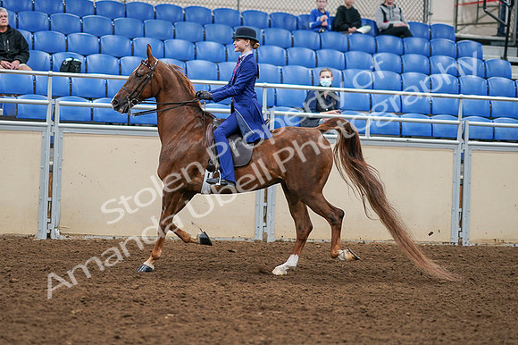 2020 - AB Morgan Horse - Fri, Sept 04 - 04895