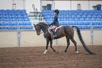 2019 Morgan Horse Show - Sept 01, 2019 - 05483